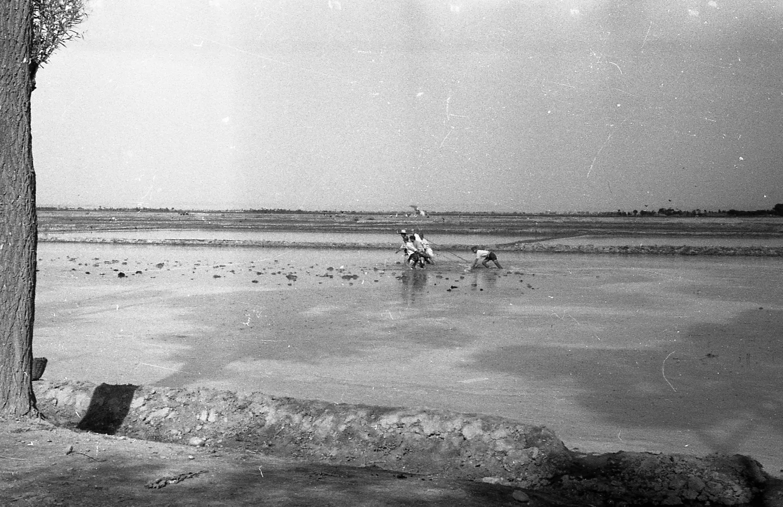 Two people working bent over in a flooded rice field, China, 1959.